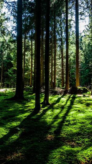 seo工具网站截图3