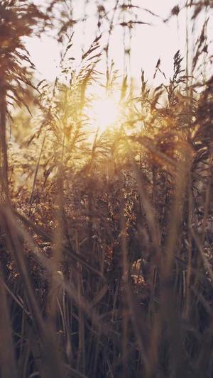 红蜘蛛池效果怎么样截图3