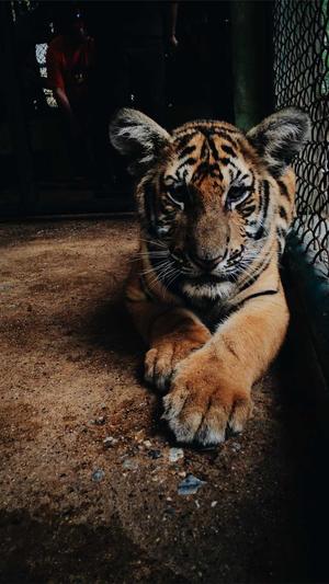 蜘蛛池和泛站群区别截图2