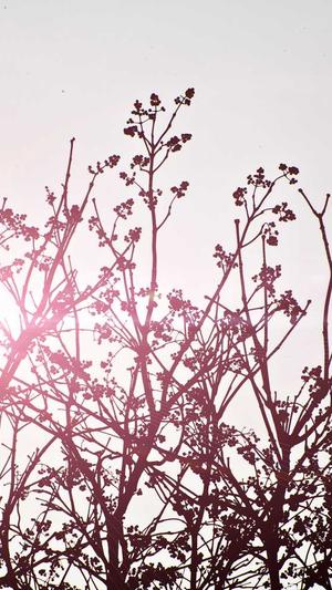 站长seo工具包截图5