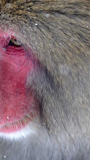 seo系统优化工具截图5