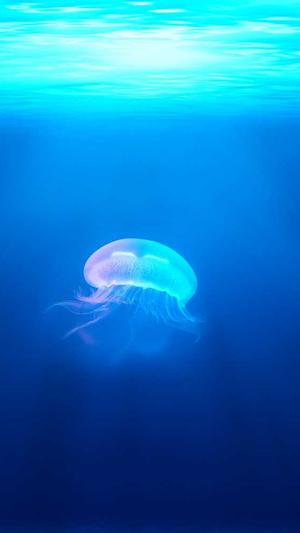 泛目录链接推广平台截图3