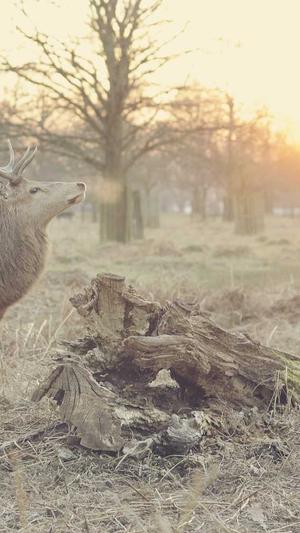 泛目录和寄生虫有什么区别截图1
