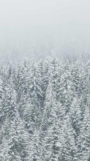 黑帽seo - seo工具截图2